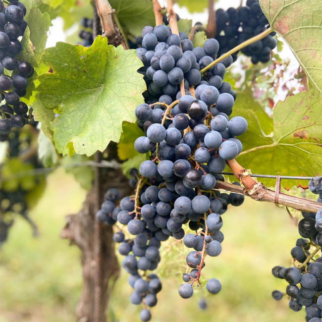 Seerose Rose (BF/SL/SY) 2023 0.75 l