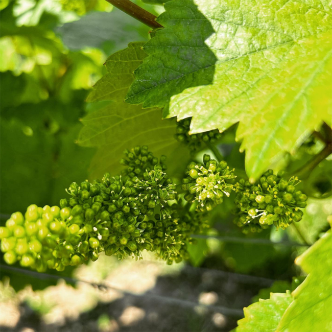 Seerose Rose (BF/SL/SY) 2023 0.75 l