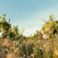 Flowershop Blanc de Noir 2021 0.75 l
