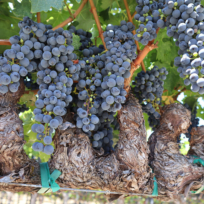 Flowershop Blanc de Noir 2021 0.75 l