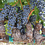 Flowershop Blanc de Noir 2021 0.75 l