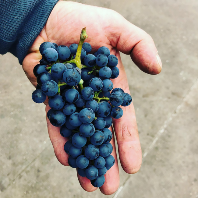 Umathum Sankt Laurent 2022 0.75 l