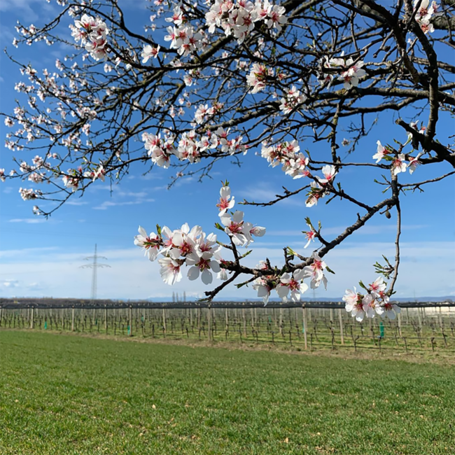 Umathum Sankt Laurent 2022 0.75 l