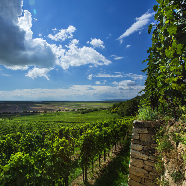 Umathum Sankt Laurent 2022 0.75 l