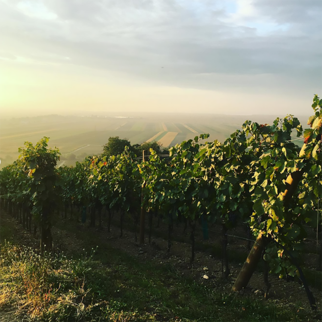 Umathum Zweigelt Ried Hallebühl 2019 0.75 l