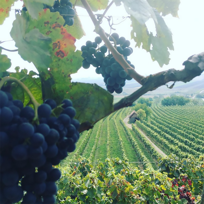 Umathum Zweigelt Ried Hallebühl 2019 0.75 l