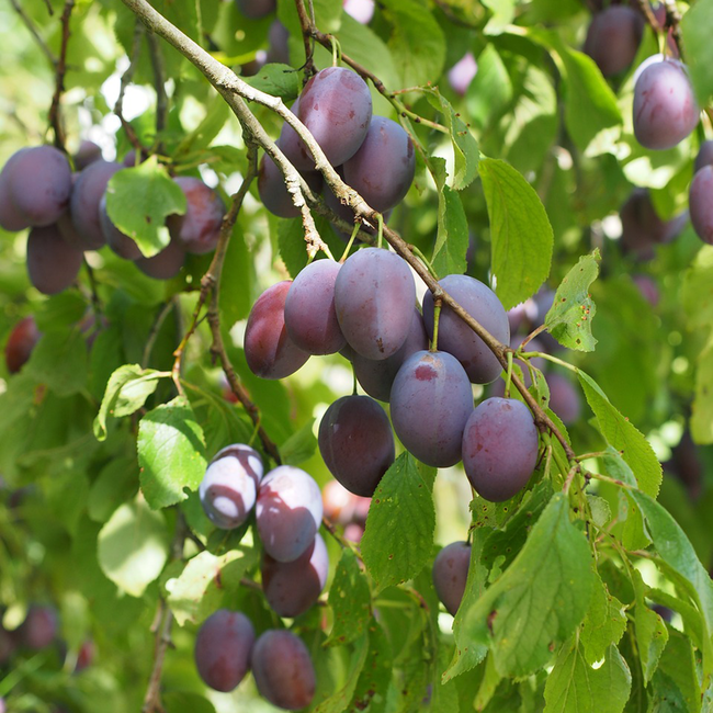 Walcher Zwetschgeler Edelbrand 0.7 l 40% vol