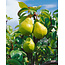 Walcher Williams Classic Christbirne Edelbrand 0.7 l 40% vol