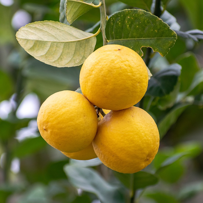 Walcher Biostilla BIO Limoncello Edellikör 0.5 l 25% vol