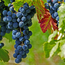 Walcher Grappagnac 0.5 l 40% vol