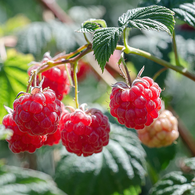 Walcher Waldhimbeergeist 0.7 l 40% vol