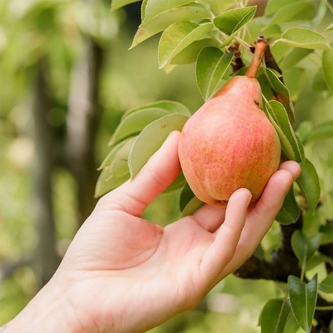 Prinz Birnerla Schnaps 1.0 l 34% vol