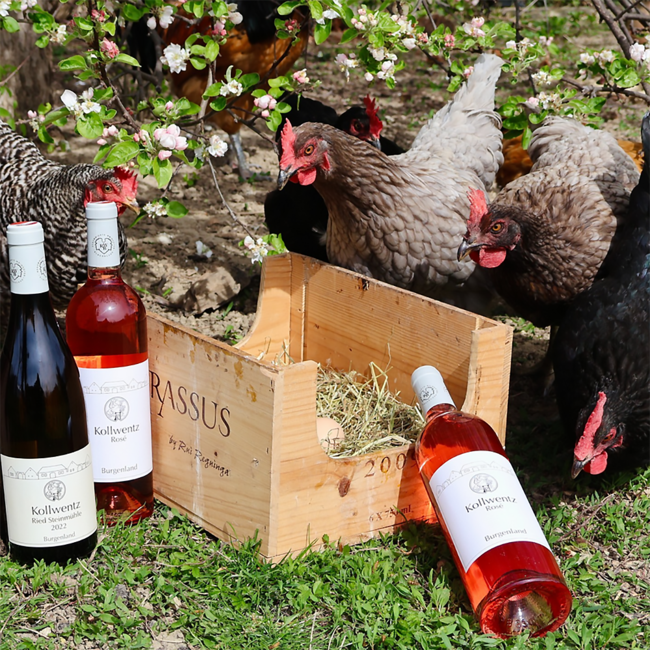 Rose vom Zweigelt 2024 0.75 l