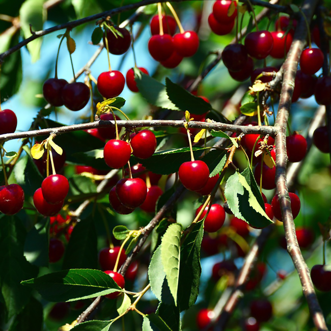 Prinz Rum Kirsch Likör 0.5 l 40% vol