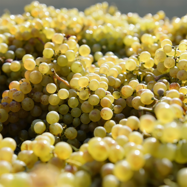 Chardonnay Ried Neusatz 2022 0.75 l