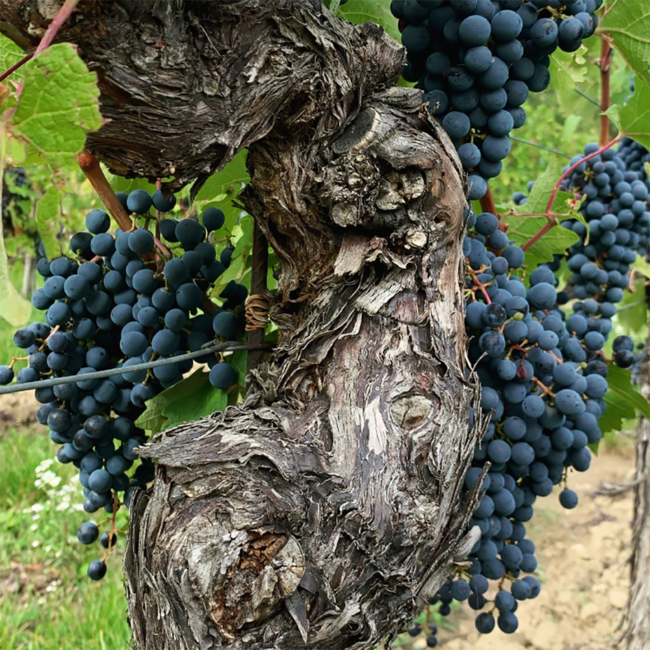 Blaufränkisch Leithakalk 2023 0.75 l