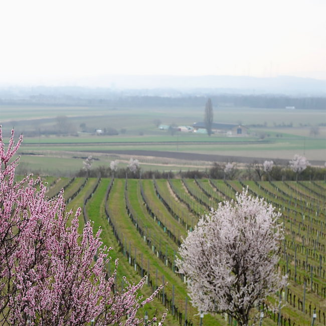 Zweigelt Leithakalk 2023 0.75 l