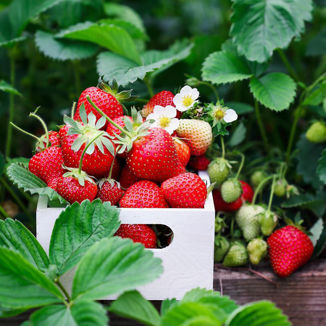 Prinz Erdbeerla Schnaps 1.0 l 34% vol