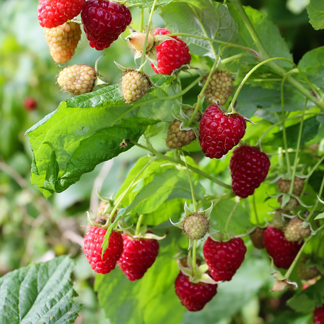 Prinz Himbeerla Schnaps 1.0 l 34% vol