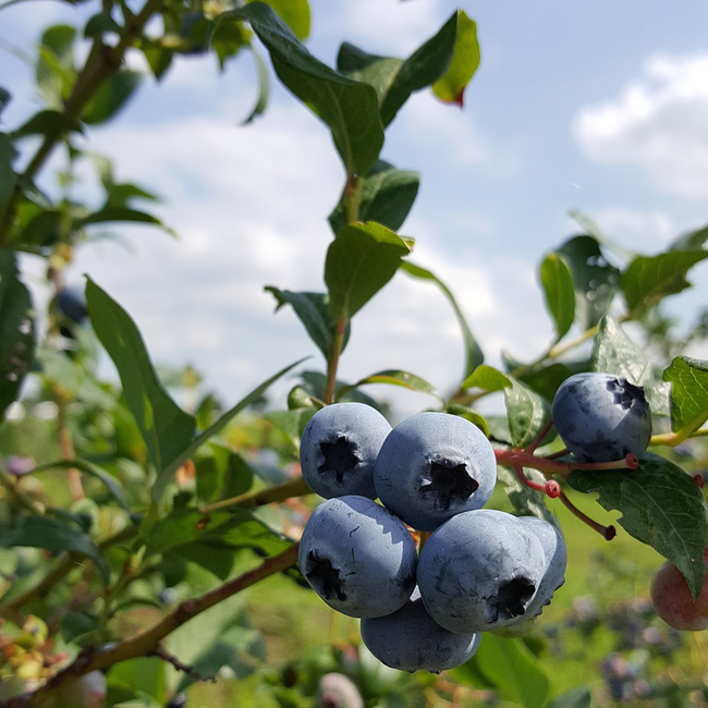 Prinz Hoadla Schnaps 1.0 l 34% vol