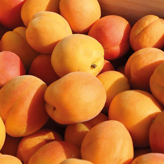 Prinz Honig Marillerla Schnaps 1.0 l 34% vol