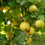 Honig Quitterla Schnaps 1 l 34 % vol