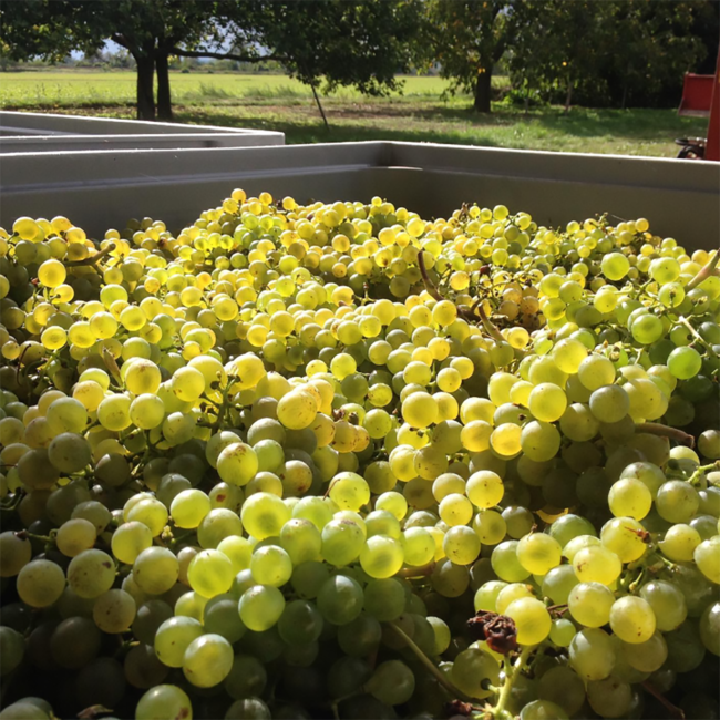 Riesling Wagramschotter 2023 0.75 l