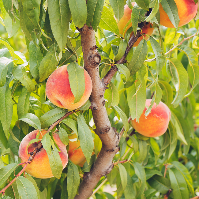 Prinz Pfirserla Schnaps 1.0 l 34% vol