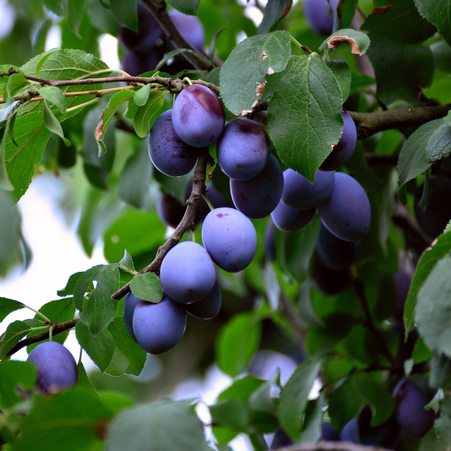 Prinz Zwetschgerla Schnaps 1.0 l 34% vol