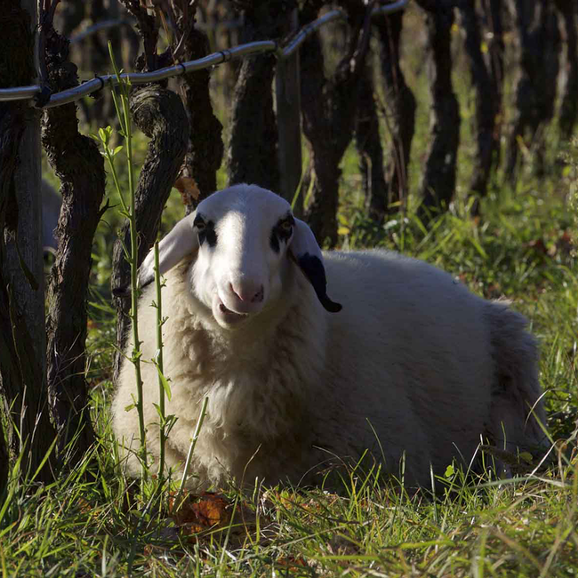 Krafuss Pinot Noir Vigneti delle Dolomiti IGT 2022 0.75 l