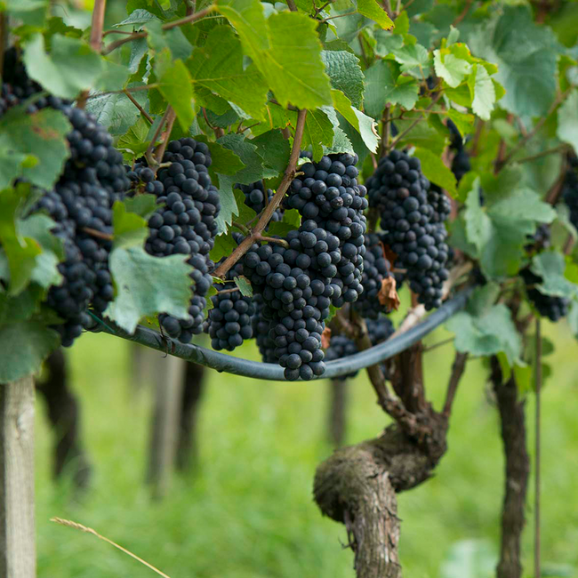 Krafuss Pinot Noir Vigneti delle Dolomiti IGT 2022 0.75 l