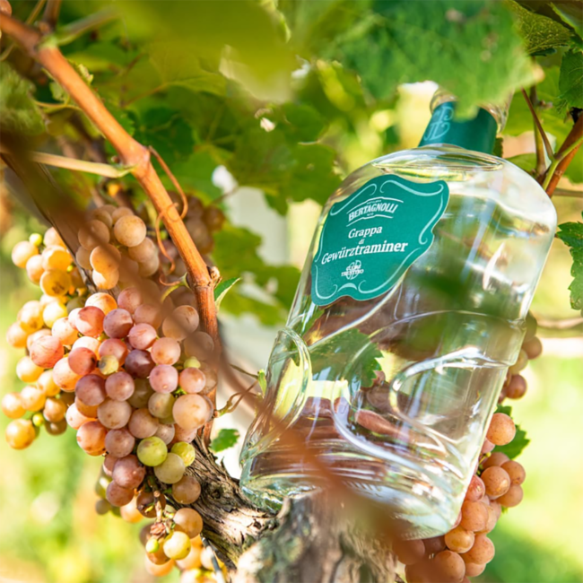 Bertagnolli Grappa Gewürztraminer Trentino in GB 0.7 l 42% vol