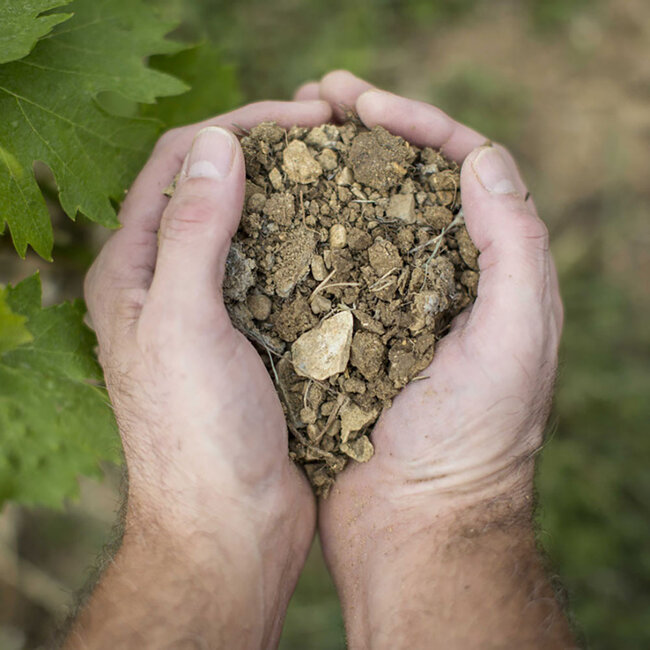 Cervaro della Sala Umbria IGT 2023 0.75 l