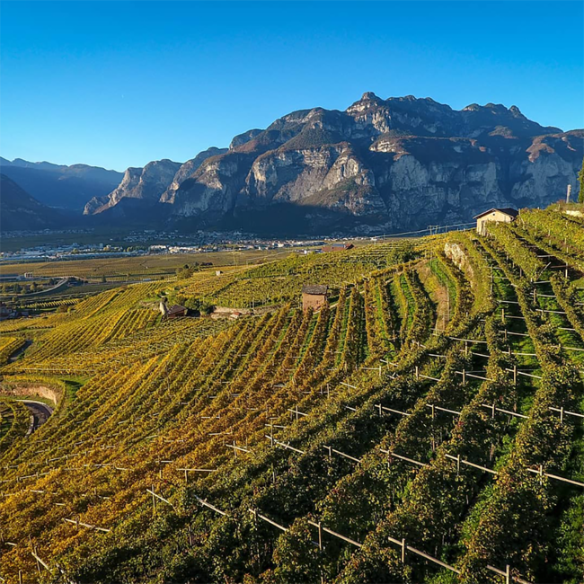 Bertagnolli Grappino Twist Kamille & Hollunder 0.5 l 28% vol