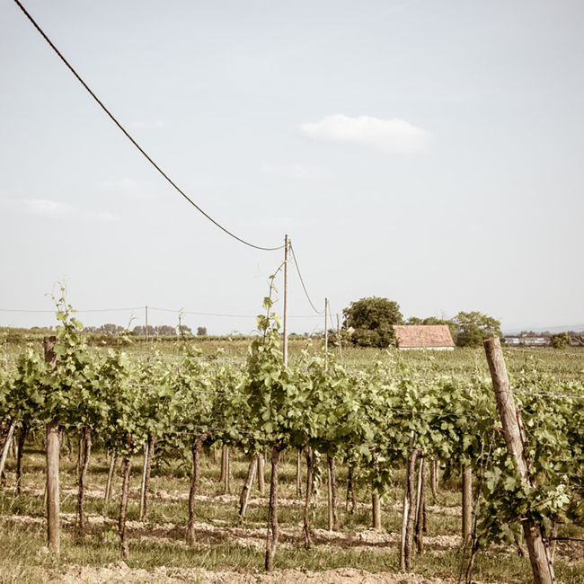 Riesling Ried Gaisberg 1ÖTW Zöbing Kamptal DAC 2022 0.75 l