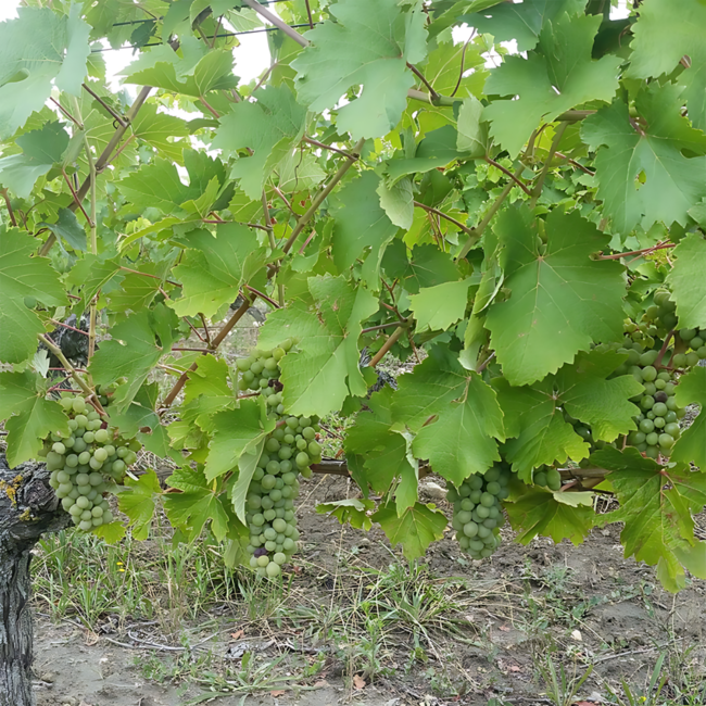 Cremant de Loire Blanc 0.75 l 13.50% vol