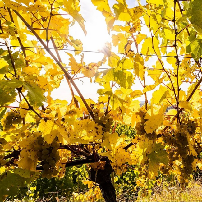 Riesling Urgestein 2024 0.75 l