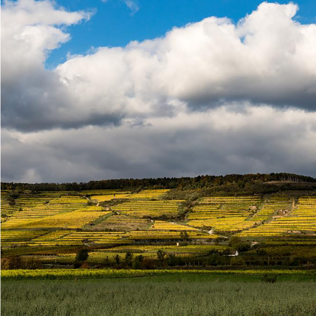 Riesling Urgestein 2024 0.75 l