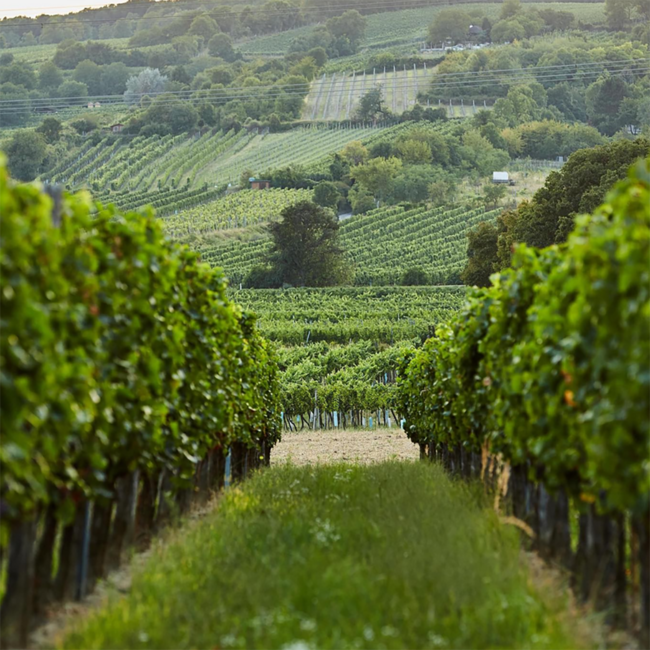 Wiener Gemischter Satz DAC Ried Ulm Nussberg 1ÖTW BIO 2022 0.75 l