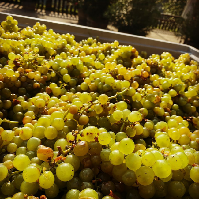 Sauvignon Blanc Gamlitz Südsteiermark DAC 2022 0.75 l