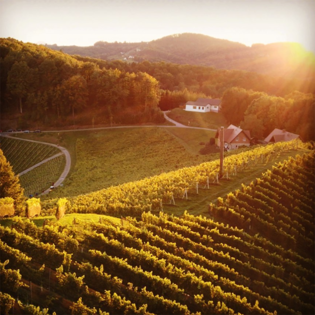 Sauvignon Blanc Gamlitz Südsteiermark DAC 2022 0.75 l