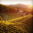 Sauvignon Blanc Gamlitz Südsteiermark DAC 2022 0.75 l