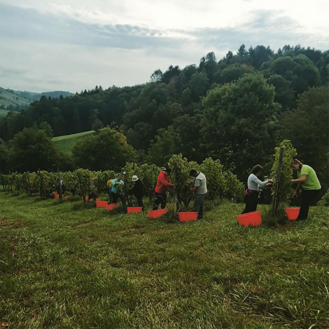 Weißburgunder Südsteiermark DAC 2024 0.75 l