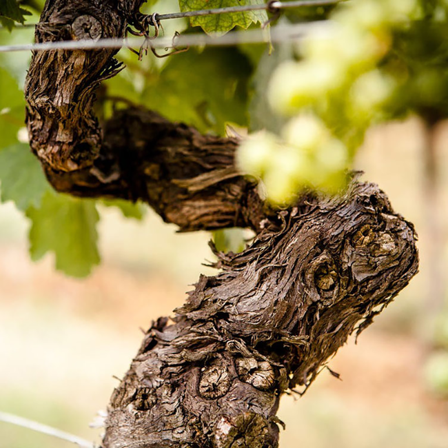 Das Phantom (BF/CS/ME/SY) Halbflasche 2023 0.375 l