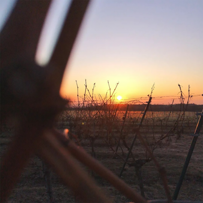 Grüner Veltliner Kremser Weinberge DAC 2024 0.75 l