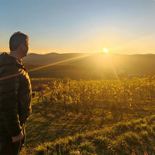 Grüner Veltliner Kremser Weinberge DAC 2024 0.75 l