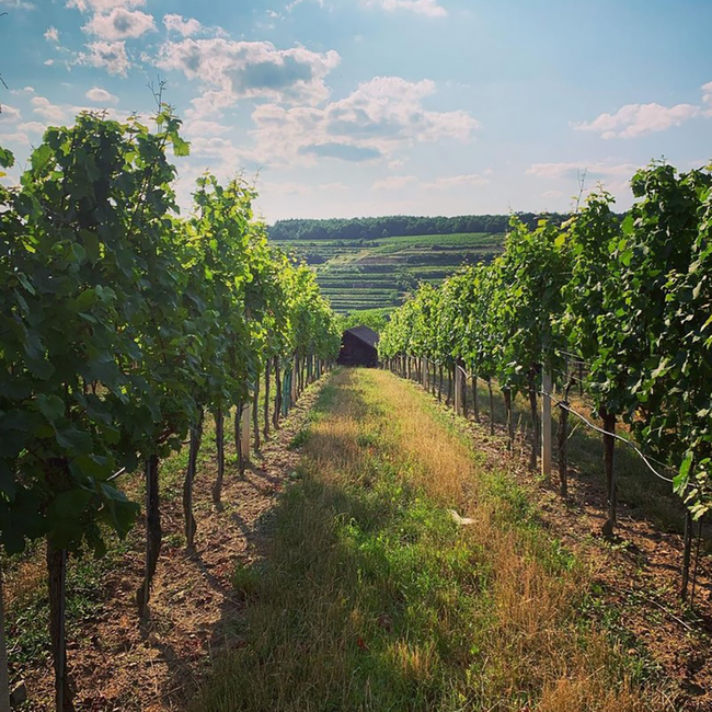 Riesling Strass Kamptal DAC 2023 0.75 l