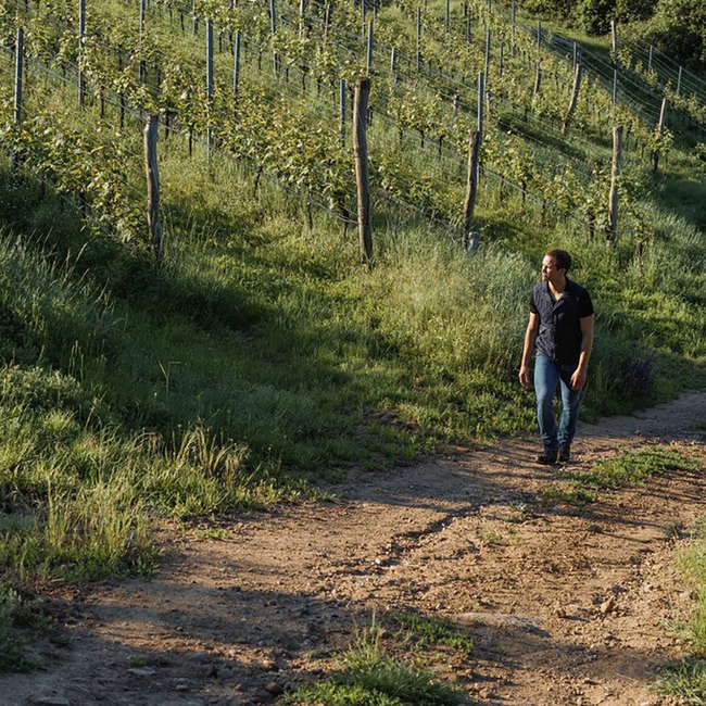 Riesling Strass Kamptal DAC 2023 0.75 l