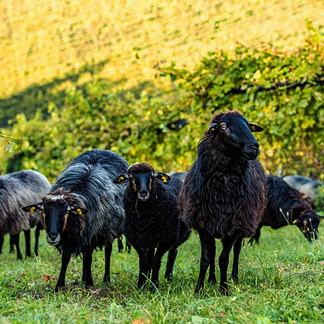 Morillon Gamlitz Südsteiermark DAC 2024 0.75 l