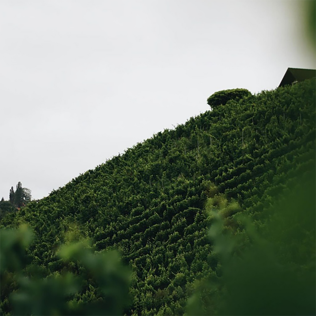 Sauvignon Blanc Ried Alter Kranachberg GSTK DAC BIO 2022 0.75 l